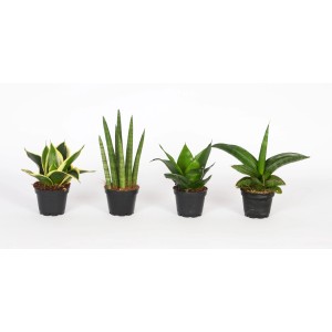 Diverse varietà di Sansevieria Easy Care in vaso da circa 6 cm.