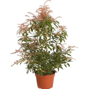 Arbusto t.b.t. in vaso con foglie verdi e fiori delicati.