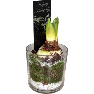 Composizione di Amaryllis in vetro con decorazioni, vaso di circa 13 cm di diametro. Ciotola decorativa piantata per interni.