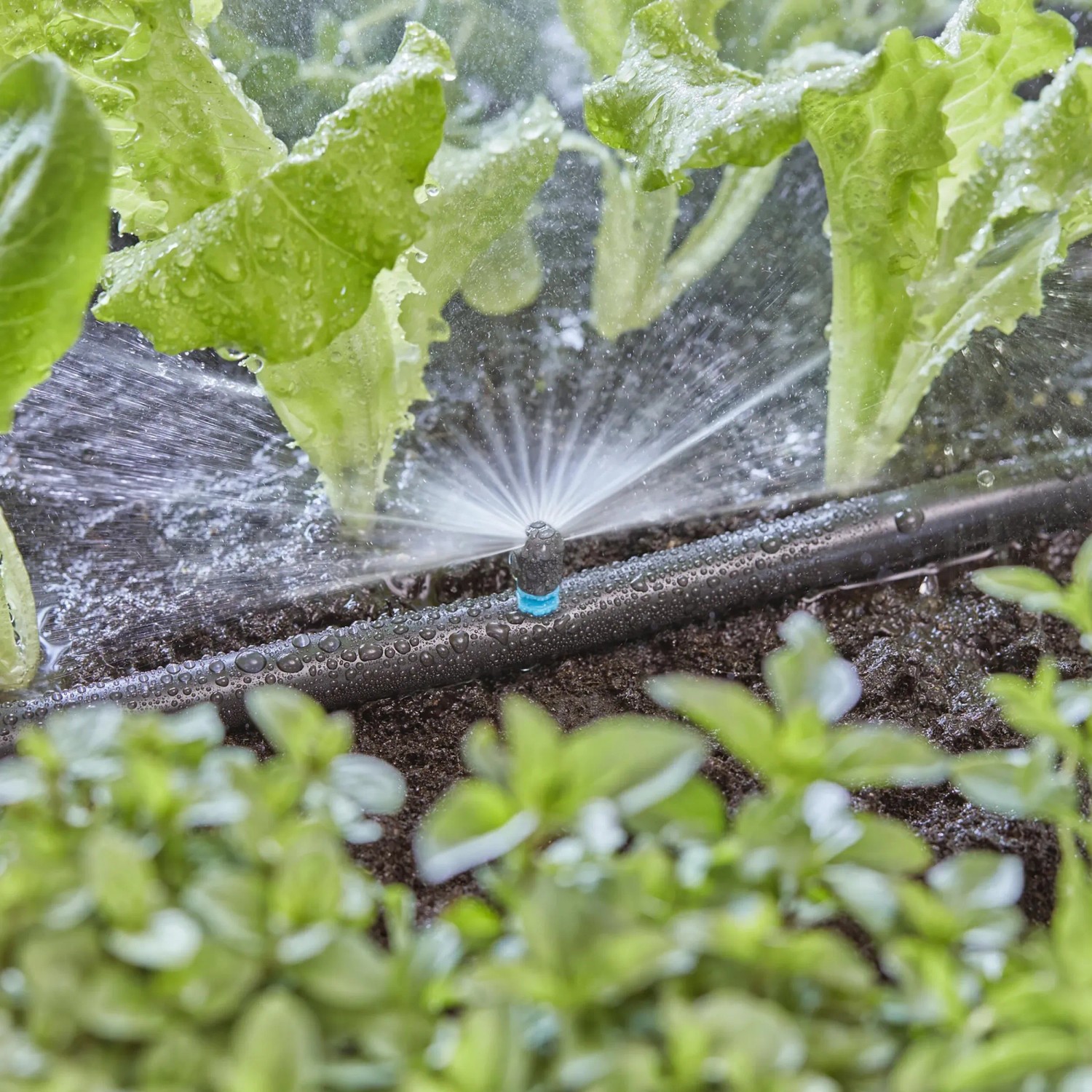Gardena Sprühdüse 180° in uso: irrigazione di lattuga in un orto con Micro-Drip-System.