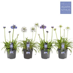 Diverse piante t.b.t. in vaso. Foglie verdi, fiori blu e bianchi.
