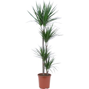 Dracena (Dracaena marginata) con 4 fusti in vaso marrone.