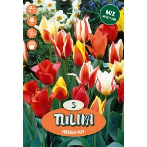 Tulipano Greigii Misto