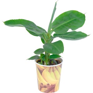 Banana ornamentale 'Tropicana' in vaso (ca. 12 cm Ø) con grandi foglie verdi.