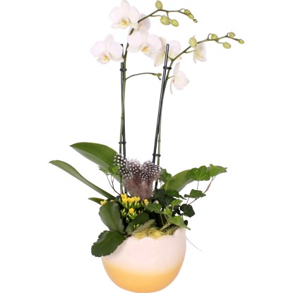 Orchidea falena 2 steli nel vaso di ceramica a forma di uovo Ø 14 cm