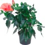 Ibisco rosa Hawaii Mix in vaso, ca. 13 cm Ø. Pianta esotica da interno con fiore rosa.