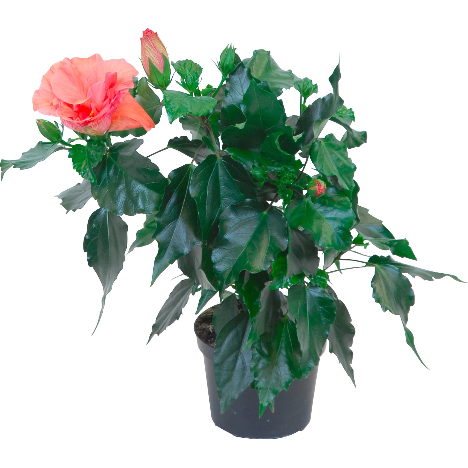 Ibisco rosa Hawaii Mix in vaso, ca. 13 cm Ø. Pianta esotica da interno con fiore rosa.