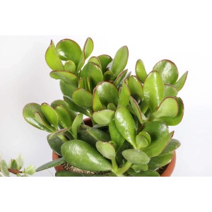 Pianta grassa Crassula ovata lucida e verde in vaso.