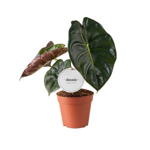 Alocasia, pianta d'appartamento con grandi foglie verde scuro in vaso marrone.