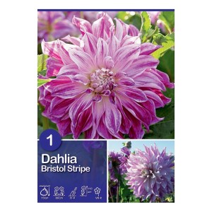 Dalia Bristol Stripe, fiore a strisce bianco-porpora, primo piano.