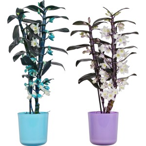 Orchidea bambù Dendrobium nobile in vaso di vetro, blu e viola, vaso circa 12cm.