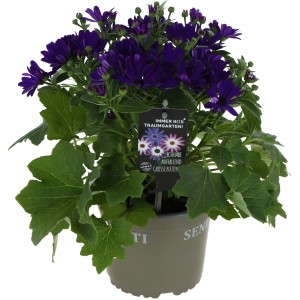 OBI Zineraria da giardino (Pericallis) con fiori viola in vaso, alta circa 35-40 cm.