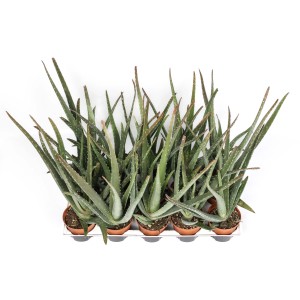 Molteplici piante grasse di Aloe Vera in vaso su un vassoio. Piante da interno.