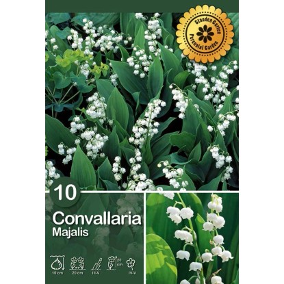 Convallaria "Bianca"