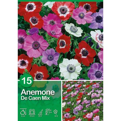 Anemone "De Caen "