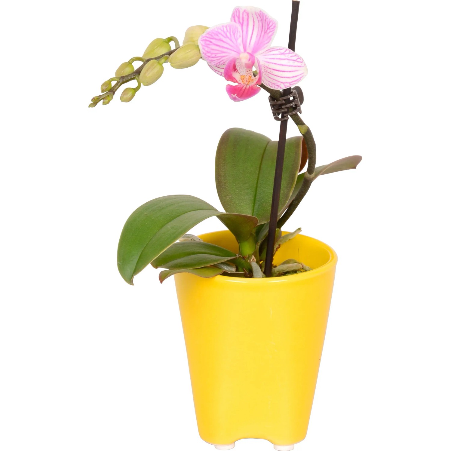 Vaso Per Orchidee Ornella In Plastica 13 Cm: Rosa E Lilla Con Fondo Rialzato Per Drenaggio - 5