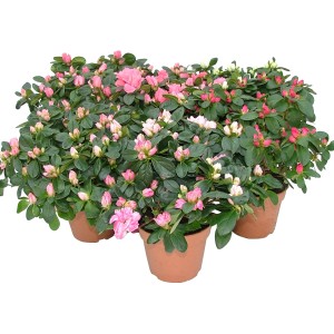 Azalee rosa e bianche in vaso.