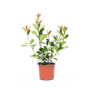 philodendron teilen Philodendron Scandens (Herzblatt-Philodendron) ↑ 120 cm – urbanjngl.com main image 0