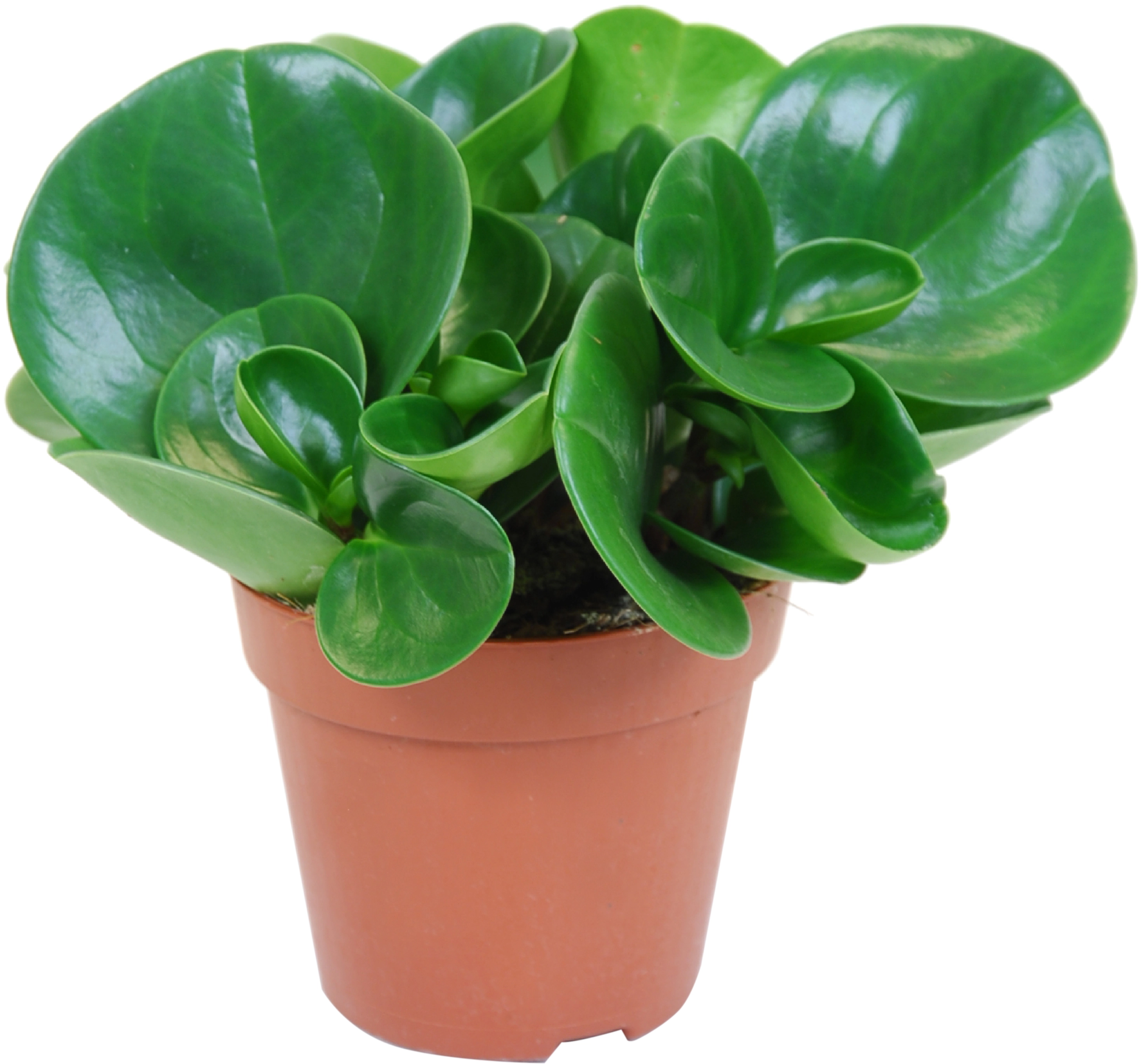 Pianta Peperomia Vaso 14cm - Piante da Interno