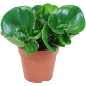Peperomia (Peperomia obtusifolia) in vaso marrone, foglie verdi, succulenta.