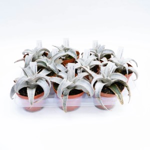 Diversi piccoli cactus in vasi marroni su un vassoio.