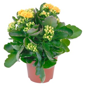 Kalanchoe Calandiva Arancione in vaso, Kalanchoe blossfeldiana con fiori doppi.