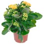 Kalanchoe Calandiva Arancione in vaso, Kalanchoe blossfeldiana con fiori doppi.