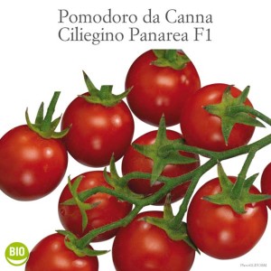 Pomodorini ciliegino rossi freschi sul ramo, categoria Ortaggi da frutto.