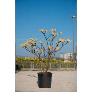 Arbusto t.b.t. con fiori gialli in vaso.