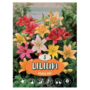 Mix di gigli asiatici con fiori colorati in giallo, arancio, rosa e rosso.