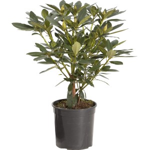 Giovane rododendro in vaso con foglie verdi e boccioli di fiori.