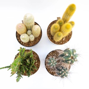 Diverse varietà di cactus in vaso, vista dall'alto.