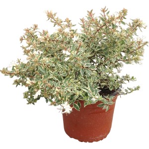 Arbusto t.b.t. in vaso con foglie variegate verdi e bianche e fiori bianchi.