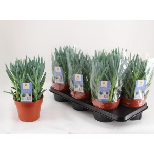 Succulenta Blue Chalk Sticks (Senecio barbertonicus) in vaso e vassoio.