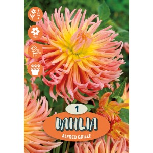 Dalia Vuurvogel giallo-rossa, bulbo per aiuole e giardini.