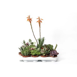 Assortimento di piante grasse e aloe in fiore in un set, ideale per posizioni soleggiate.