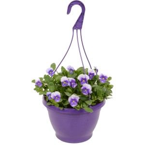Campanula cornuta in vaso sospeso viola con fiori bianco-viola, altezza 20-30cm. Pianta primaverile.