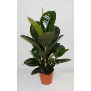 Pianta di gomma (Ficus elastica) in vaso, una pianta d'appartamento.