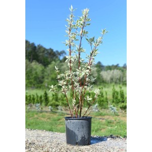 Corniolo in vaso, arbusto ornamentale con foglie bianco-verdi e rami rossi.