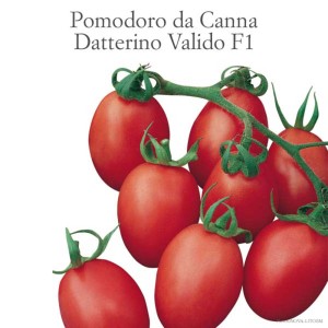 Pomodori a grappolo 'Datterino Valido F1', frutti rossi della categoria Ortaggi da frutto.