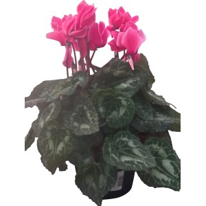 Ciclamino come pianta da vaso fiorita con fiori rosa e foglie decorate.