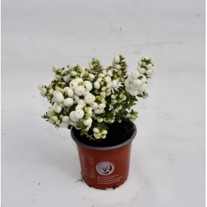 Symphoricarpos in vaso: arbusto ornamentale con bacche bianche, ideale per giardino e aiuola.