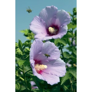 Altea (Ibisco) in fiore con fiori viola e api in volo.