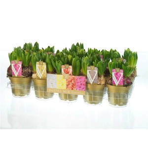 Hyacinthus Gemengd Vaso 12 cm