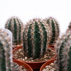 Cactus Echinacea verde in vaso con spine.
