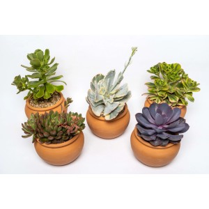 Vari cactus/succulente in vasi di terracotta.