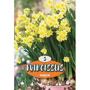 Narcisi Minnow: Delicati fiori primaverili gialli, ideali per aiuole e vasi.