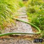 Tubo per irrigazione t.b.t. verde su sentiero di pietra in giardino.