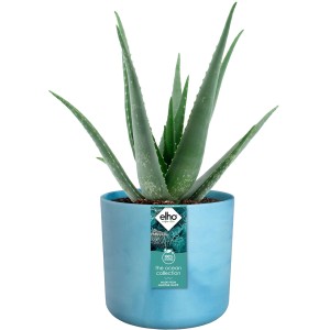 Vaso per fiori Elho Ocean Collection, Ø 14 cm, blu atlantico, con pianta di Aloe Vera.