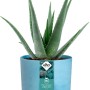 Vaso per fiori Elho Ocean Collection, Ø 14 cm, blu atlantico, con pianta di Aloe Vera.